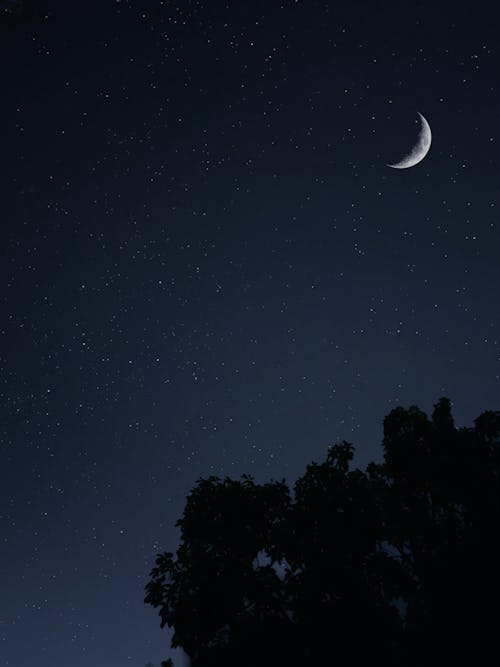 Ilmainen kuvapankkikuva tunnisteilla hyvää yötä, kuu, puut