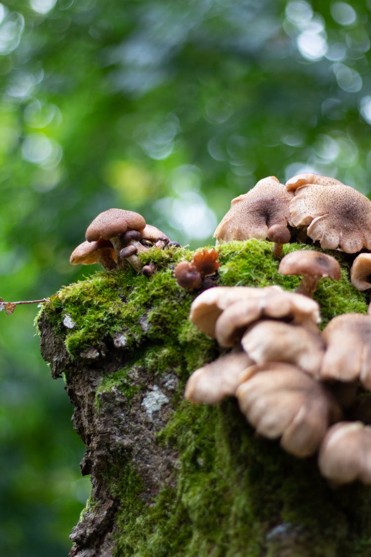 Close-Up Photo Of Mushrooms And Moss