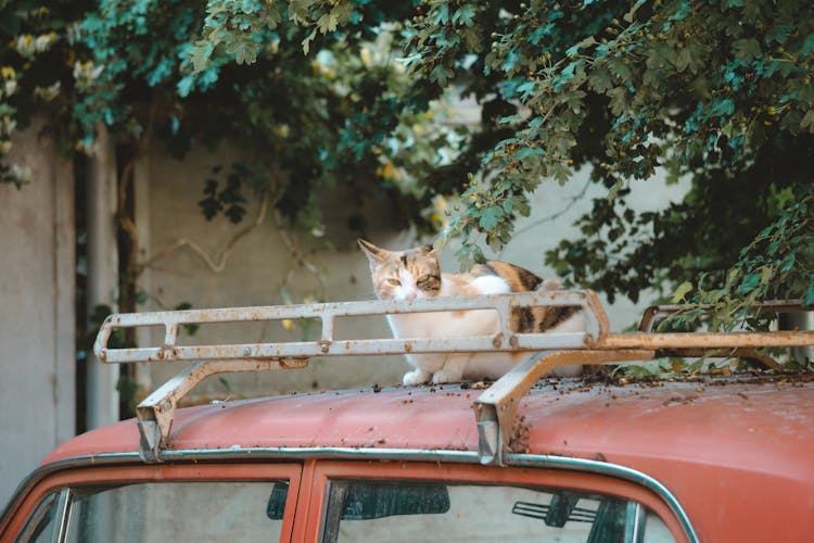 Cat Sitting On Retro Car