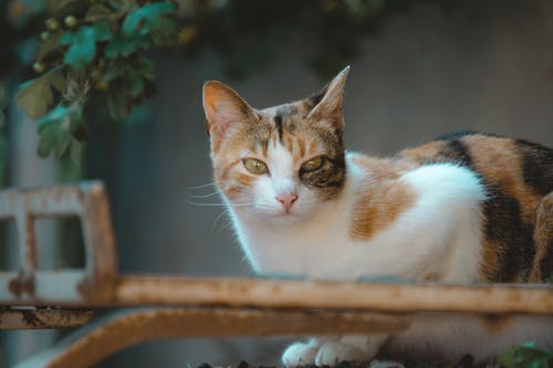A Calico Cat in Close-Up Photography