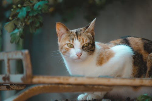 Kostenloses Stock Foto zu bezaubernd, haustier, kalikokatze