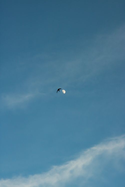 Free A bird flying high in the sky with the daytime moon as a backdrop. Stock Photo