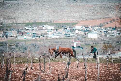 Fotos de stock gratuitas de agricultor, animal, arada