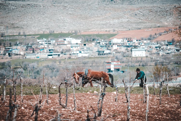 Man Plowing Field With Horse