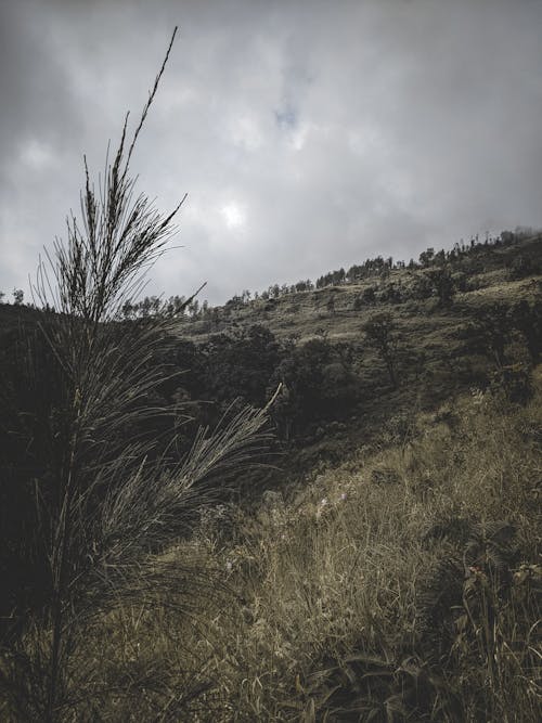 Imagine de stoc gratuită din arbori, deal, fotografie cu unghi mic