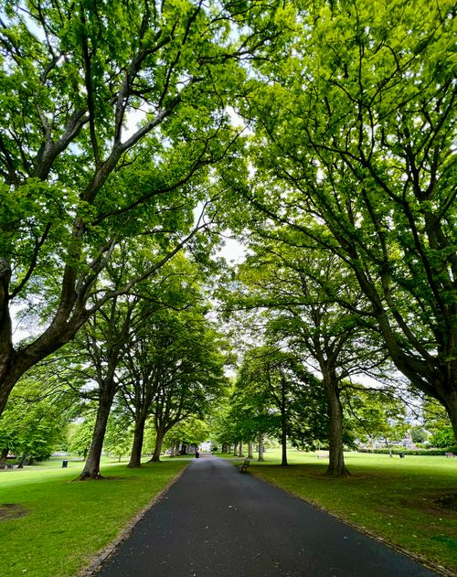 Free Beautiful green avenue with trees lining a path in a Scottish park. Stock Photo