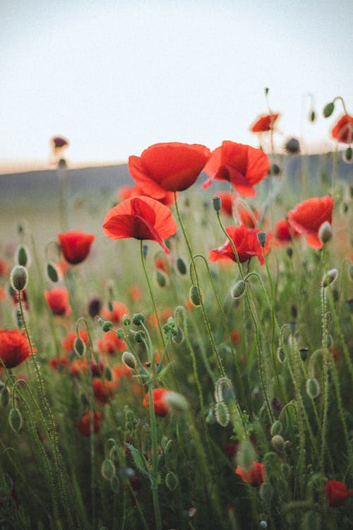 Free Red Flowers on Meadow Stock Photo