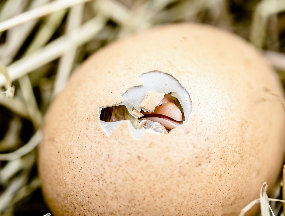 A chick breaking out of its eggshell, the start of every poultry value chain
