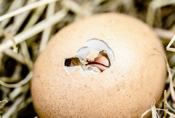 Turtle Reproduction in Wild and Captivity: A Simple Guide