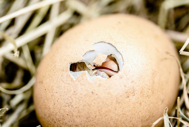 Chick Hatching From An Egg