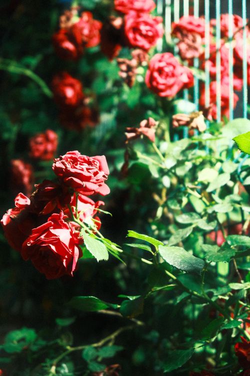 Red Roses in Bloom · Free Stock Photo
