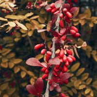 Red barberry berries the source of berberine