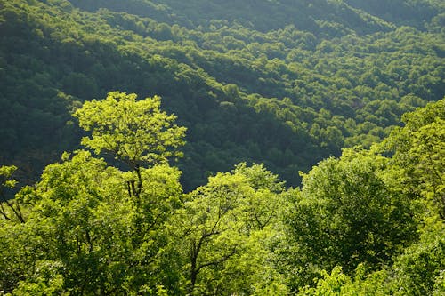 An Aerial Shot of Green Trees in a Mountain