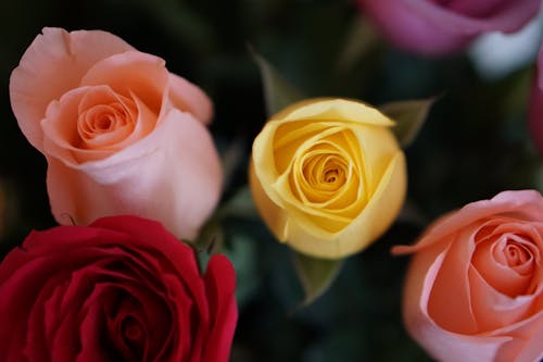 A Close-Up Shot of Colorful Roses