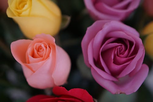 免费 植物群, 特写, 玫瑰 的 免费素材图片 素材图片