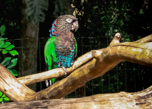 Green, Black, and Blue Parrot on Brown Branch