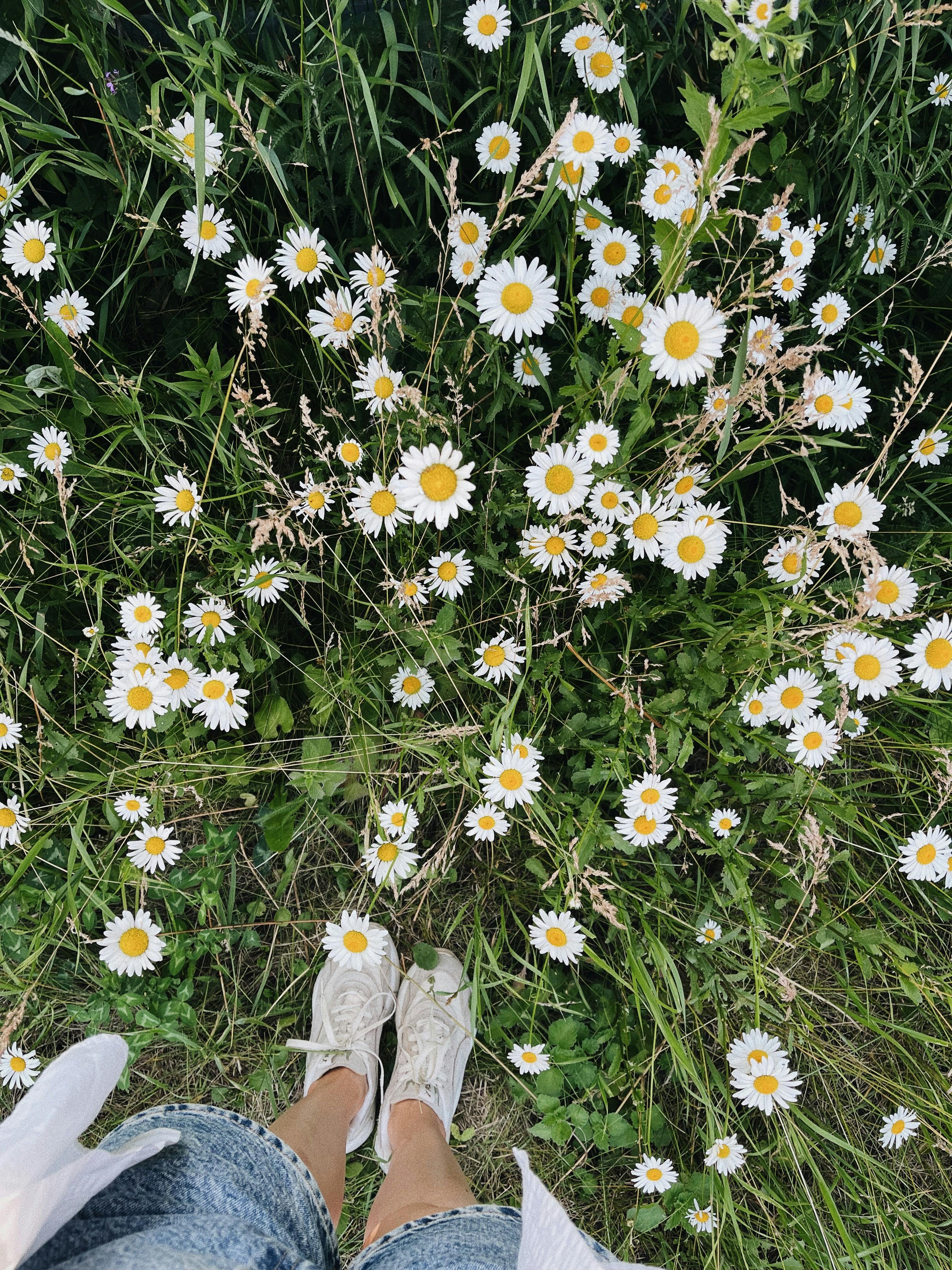 a person s legs near white daisies