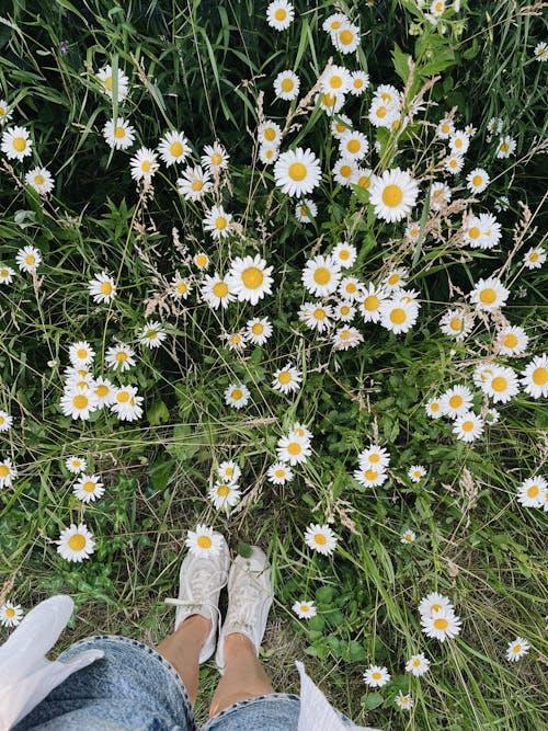 Free Person in Gray Pants Standing on White Daisy Field Stock Photo