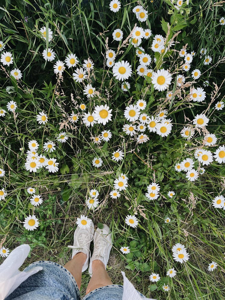 A Person's Legs Near White Daisies