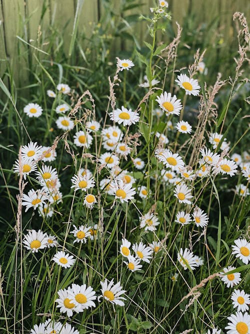 White and Yellow Daisy Flowers