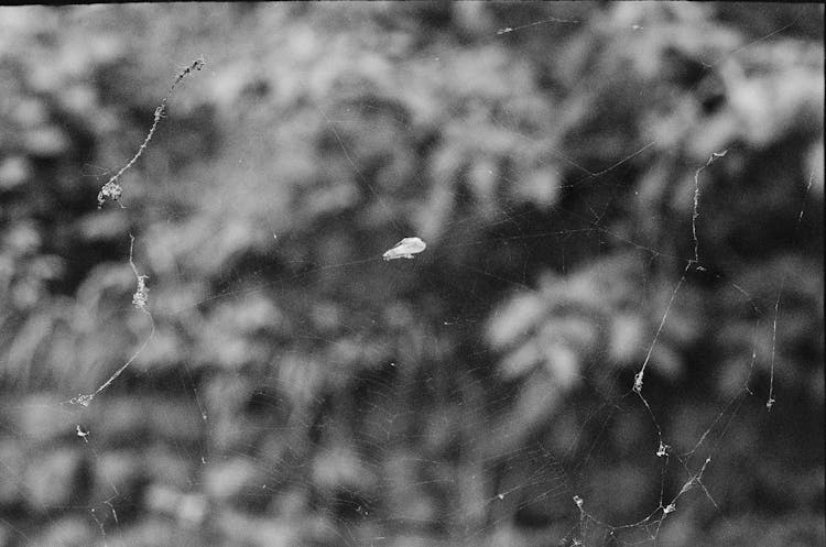 Black And White Photo Of Insects In Spiders Web 