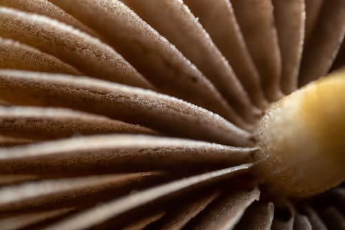 Foto d'estoc gratuïta de flor, flora, fotografia macro