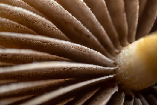 Detailed macro shot showcasing the delicate gills of a mushroom, highlighting texture and patterns.