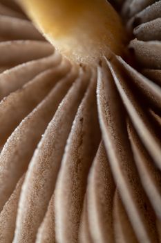 Extreme close-up of mushroom gills highlighting texture and detail.