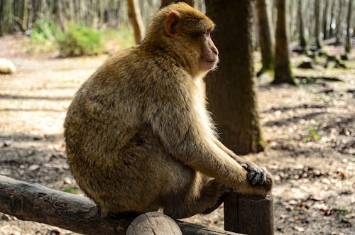 Gratuit Imagine de stoc gratuită din agrişă, barba de maimuță, copaci pădure Fotografie de stoc