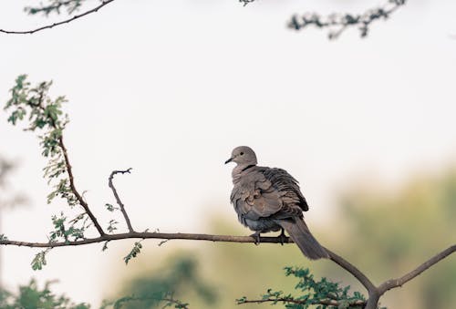 Gratis stockfoto met aviaire, beest, blurry achtergrond