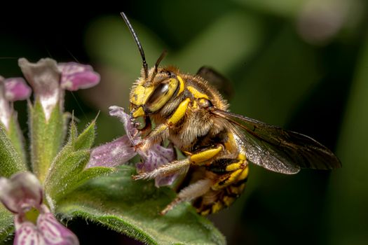 Macro Shot of a European Wool Carder Bee