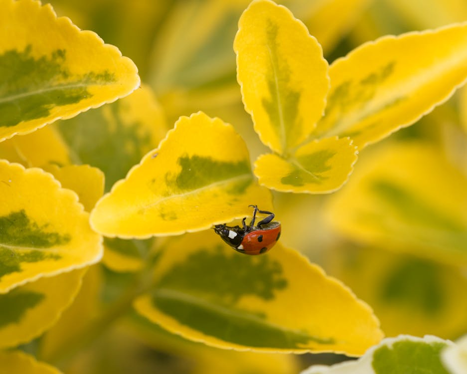 A Ladybug on a Leaf 