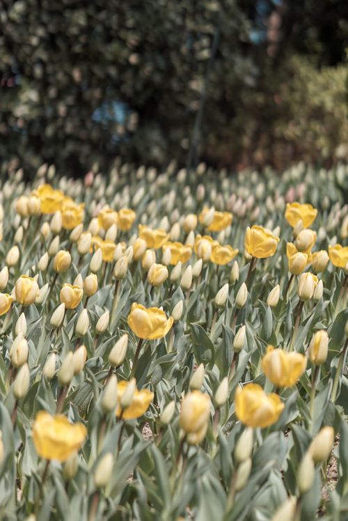 Free A serene image of a yellow tulip field in full bloom during spring in South Korea. Stock Photo
