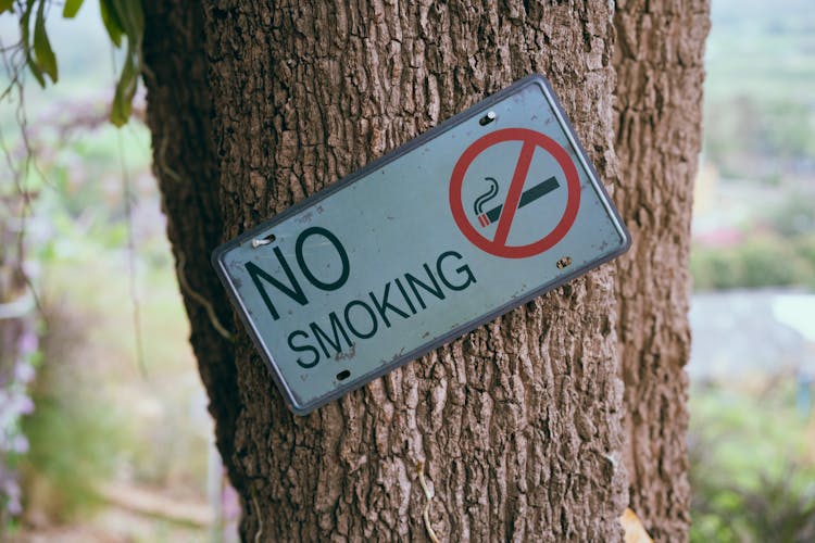 A No Smoking Signage On A Tree