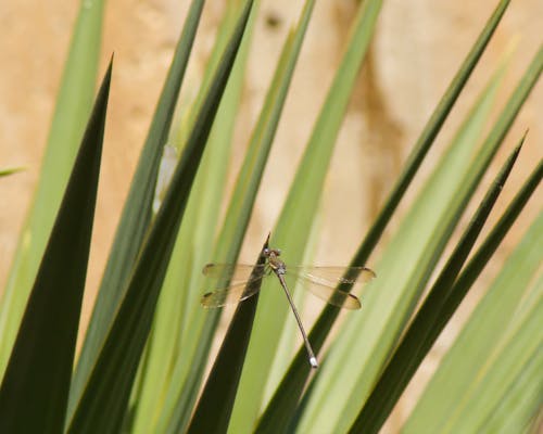 Damselfly Perched on Green Leaf