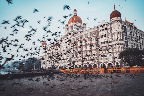 Flock of Birds Flying Near the Taj Mahal Palace in Mumbai