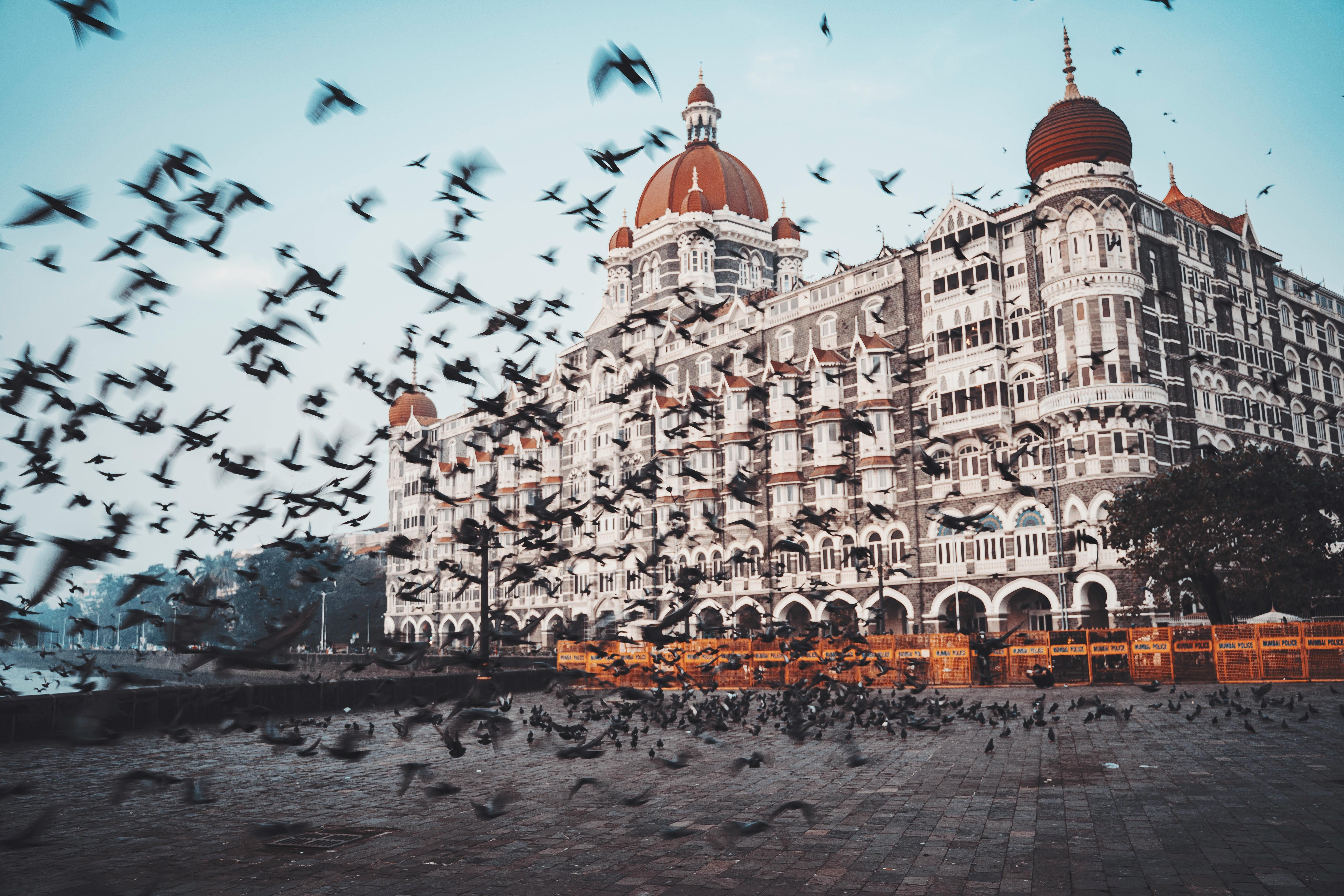 Taj Mahal Hotel Mumbai Photos, Download The BEST Free Taj Mahal Hotel  Mumbai Stock Photos & HD Images