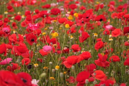 꽃이 피는, 들판, 붉은 꽃의 무료 스톡 사진