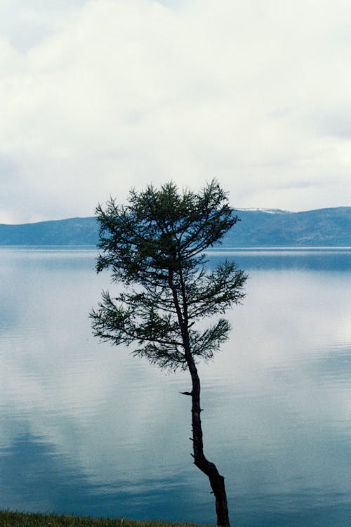Tree in the Middle of Body of Water 