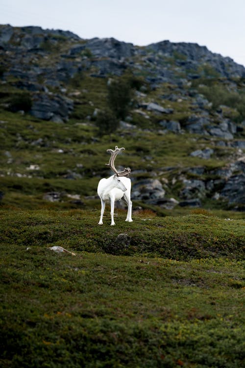 Free White Reindeer on Rocky Hills  Stock Photo