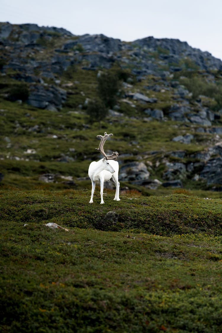 White Reindeer On Rocky Hills 