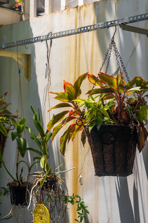 Hanging Plants on a Flat Bar