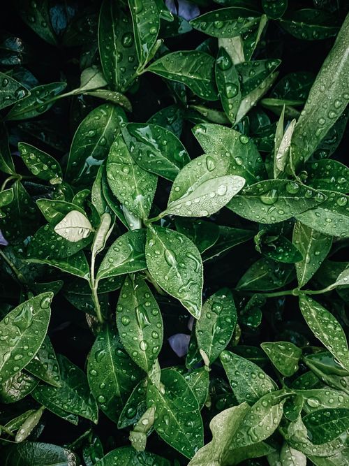 Free Vibrant green leaves covered with fresh water droplets, depicting natural beauty and purity. Stock Photo
