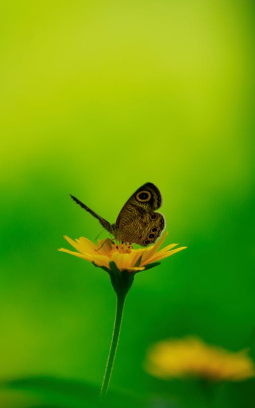 Free stock photo of blossom, bright, brown