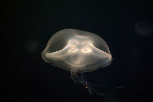 Free stock photo of jelly fish, jellyfish Stock Photo