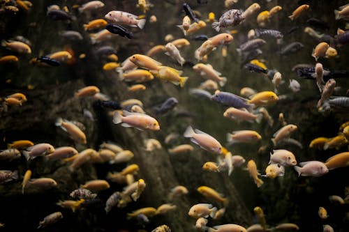 Free stock photo of aquarium, fish Stock Photo
