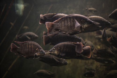 Free stock photo of aquarium, fish tank Stock Photo