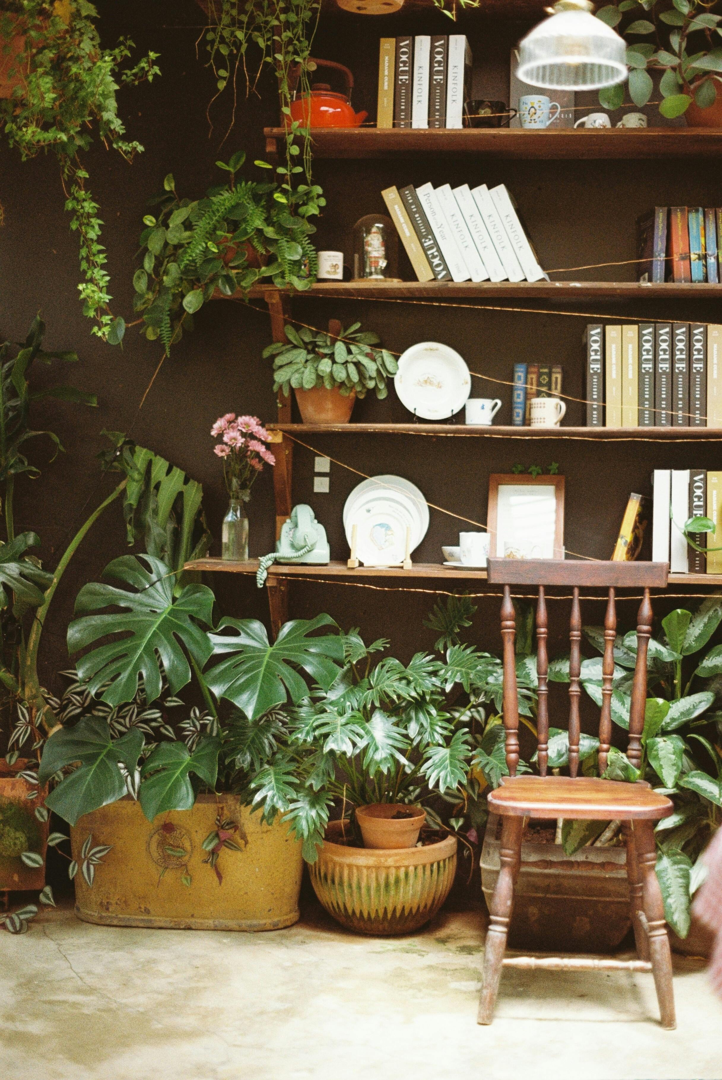 Free A serene indoor space with bookshelves, a wooden chair, and lush greenery for a tranquil atmosphere. Stock Photo