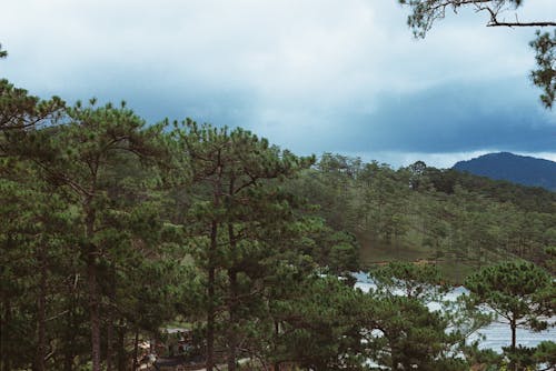 Coniferous Trees in Mountains