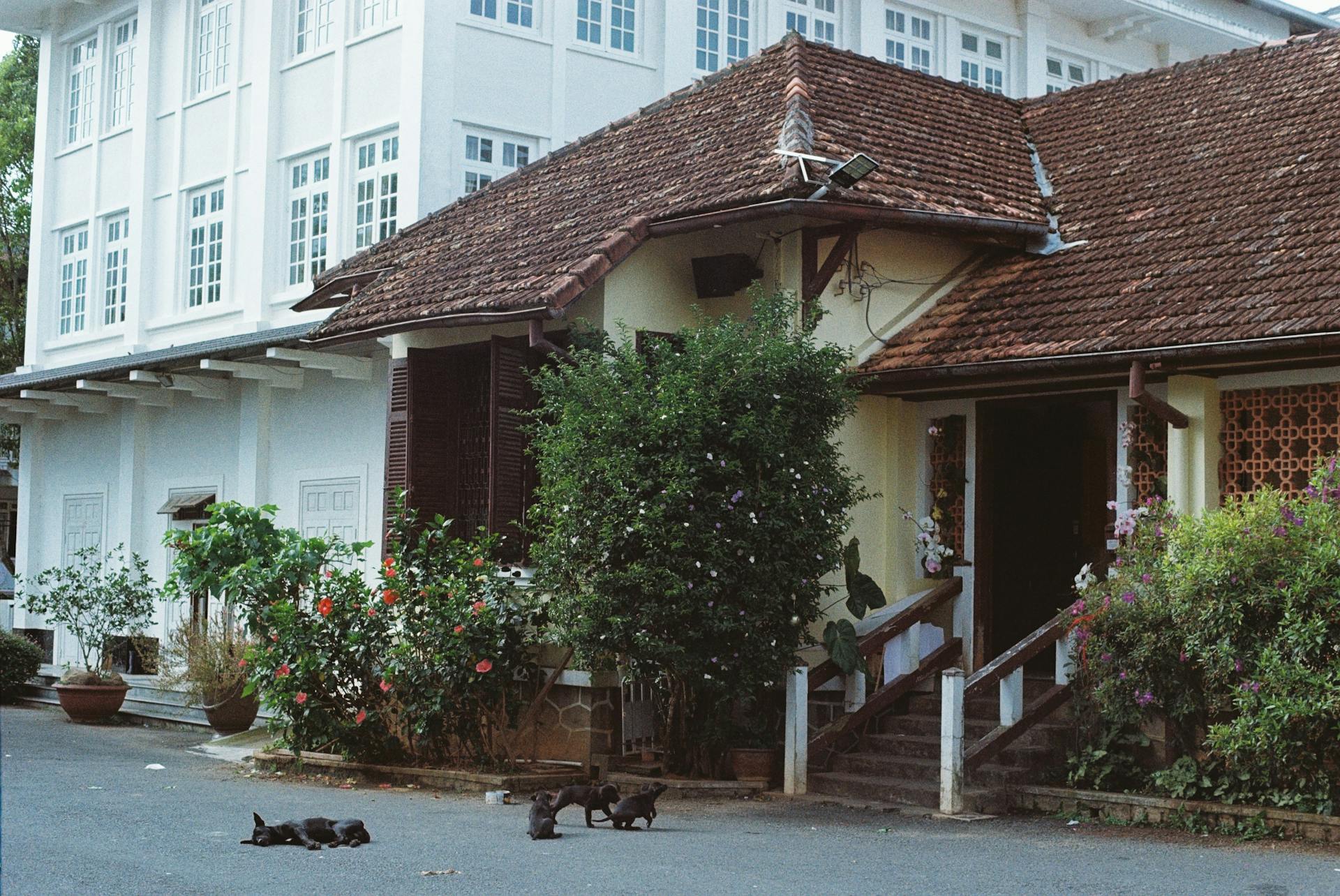 Des chiots noirs dans la rue